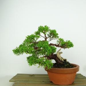 盆栽 真柏 樹高 14cm しんぱく Juniperus chinensis シンパク “ジン シャリ” ヒノキ科 常緑樹 観賞用 小品 現品