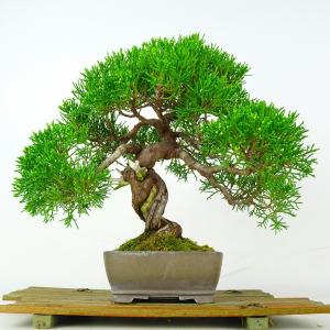 盆栽 特選：ネズミモチ（鼠糯） 現品*ねずみもち Ligustrum japonicum