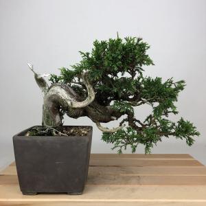 盆栽：無花果(いちじく)* 現品 一点物 イチジク Ichijiku bonsai Ficus