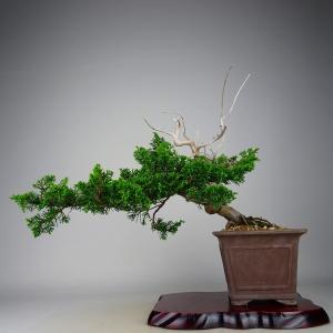 盆栽 レンギョウ盆栽 連翹（れんぎょう・連翹 盆栽）小さな盆栽 ミニ