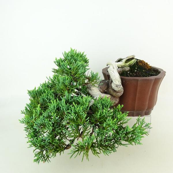盆栽 真柏 樹高 上下 約15cm しんぱく Juniperus chinensis シンパク “ジ...