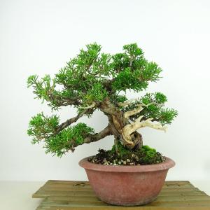 盆栽 真柏 樹高 約19cm しんぱく Juniperus chinensis シンパク “ジン シャリ” ヒノキ科 常緑樹 観賞用 小品 現品