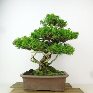 盆栽 真柏 樹高 約28cm しんぱく Juniperus chinensis シンパク “ジン シャリ” ヒノキ科 常緑樹 観賞用 現品