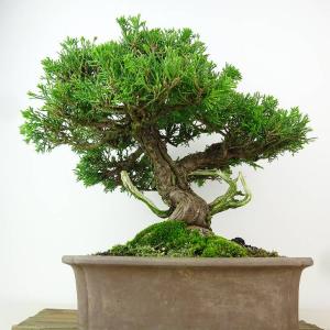 盆栽 真柏 樹高 約28cm しんぱく Jun...の詳細画像2
