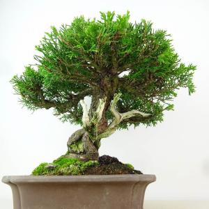 盆栽 真柏 樹高 約28cm しんぱく Jun...の詳細画像3