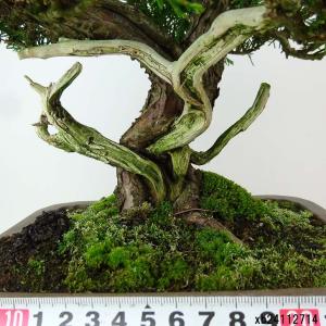 盆栽 真柏 樹高 約28cm しんぱく Jun...の詳細画像4
