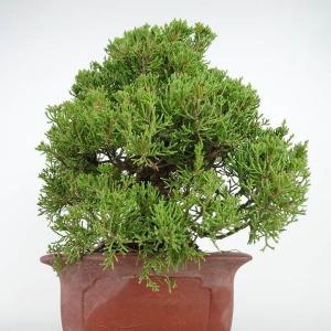 盆栽 真柏 樹高 約28cm しんぱく Jun...の詳細画像3
