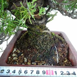 盆栽 真柏 樹高 約28cm しんぱく Jun...の詳細画像4