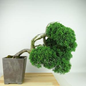 盆栽 真柏 樹高 上下 約32cm しんぱく Juniperus chinensis シンパク “ジン シャリ” ヒノキ科 常緑樹 観賞用 現品