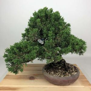 盆栽小鉢：美芸（常滑）六角鬼面足面付鉢 21.5cm*資材 : 遊恵盆栽