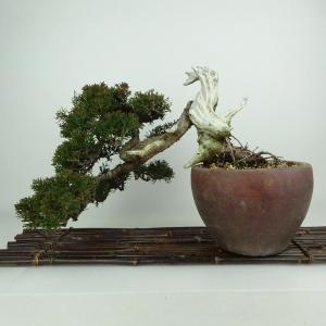 盆栽 特選：皐月(大盃)現品*さつき サツキ Rhododendron indicum