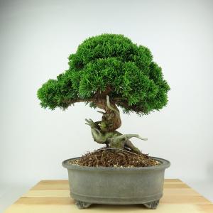 盆栽 特選：ネズミモチ（鼠糯） 現品*ねずみもち Ligustrum japonicum