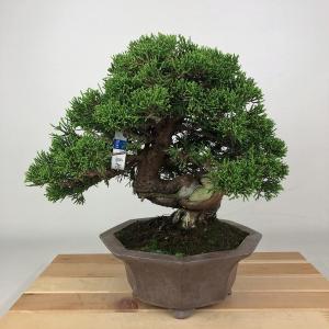 盆栽 『ザクロ』 花 実 和風 インテリア 園芸 ガーデニング オブジェ