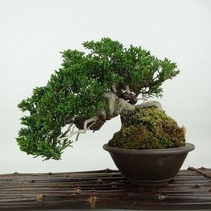 盆栽 特選：皐月(大盃)現品*さつき サツキ Rhododendron indicum