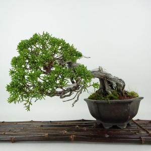 盆栽 真柏 樹高 約17cm しんぱく Juniperus chinensis シンパク ジン シャリ ヒノキ科 常緑樹 観賞用 小品 現品