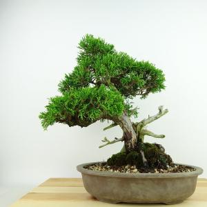 盆栽 真柏 樹高 約27cm しんぱく Juniperus chinensis シンパク “ジン シャリ” ヒノキ科 常緑樹 観賞用 現品