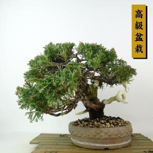 盆栽 真柏 樹高 約21cm しんぱく 高級盆栽 Juniperus chinensis シンパク ジン シャリ ヒノキ科 常緑樹 観賞用 現品