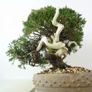 盆栽 真柏 樹高 約21cm しんぱく 高級盆...の詳細画像1