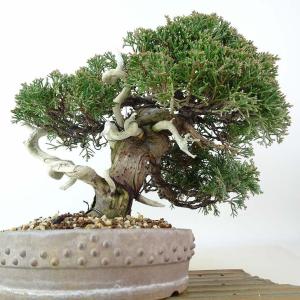 盆栽 真柏 樹高 約21cm しんぱく 高級盆...の詳細画像2