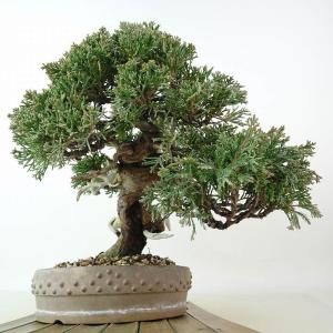盆栽 真柏 樹高 約21cm しんぱく 高級盆...の詳細画像3