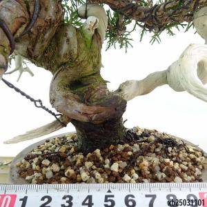 盆栽 真柏 樹高 約21cm しんぱく 高級盆...の詳細画像4