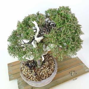 盆栽 真柏 樹高 約21cm しんぱく 高級盆...の詳細画像5