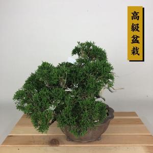 盆栽：特選糸魚川真柏 現品* しんぱく シンパク Shinpaku bonsai 大品