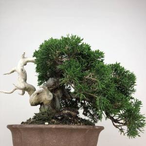 盆栽 真柏 樹高 約19cm しんぱく 高級盆...の詳細画像2