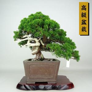 盆栽 真柏 樹高 約25cm しんぱく 高級盆栽 Juniperus chinensis シンパク ジン シャリ ヒノキ科 常緑樹 鑑賞 観賞用 現品