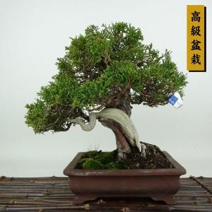 盆栽 真柏 樹高 約24cm しんぱく 高級盆栽 Juniperus chinensis シンパク ジン シャリ ヒノキ科 常緑樹 観賞用 現品