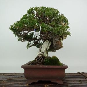 盆栽 真柏 樹高 約24cm しんぱく 高級盆...の詳細画像1