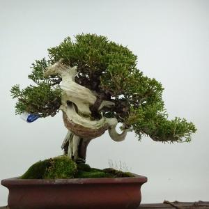 盆栽 真柏 樹高 約24cm しんぱく 高級盆...の詳細画像2