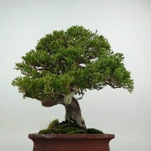 盆栽 真柏 樹高 約24cm しんぱく 高級盆...の詳細画像3