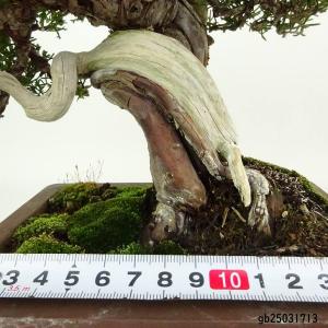 盆栽 真柏 樹高 約24cm しんぱく 高級盆...の詳細画像4