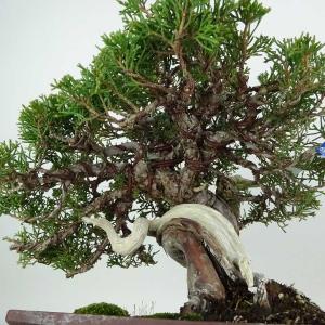 盆栽 真柏 樹高 約24cm しんぱく 高級盆...の詳細画像5
