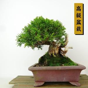 盆栽 真柏 樹高 約15cm しんぱく 高級盆栽 Juniperus chinensis シンパク 