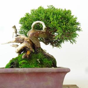 盆栽 真柏 樹高 約15cm しんぱく 高級盆...の詳細画像2