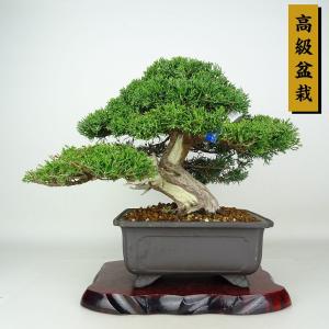 盆栽 真柏 樹高 約26cm しんぱく 高級盆栽 Juniperus chinensis シンパク ジン シャリ ヒノキ科 常緑樹 鑑賞 観賞用 現品