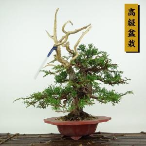 盆栽 真柏 樹高 約27cm しんぱく 高級盆栽 Juniperus chinensis シンパク ジン シャリ ヒノキ科 常緑樹 観賞用 現品