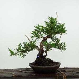 盆栽 真柏 樹高 約20cm しんぱく Juniperus chinensis シンパク ジン シャリ ヒノキ科 常緑樹 鑑賞用 観賞用 小品 現品