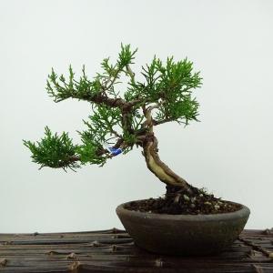 盆栽 真柏 樹高 約17cm しんぱく Juniperus chinensis シンパク ジン シャリ ヒノキ科 常緑樹 鑑賞用 観賞用 小品 現品