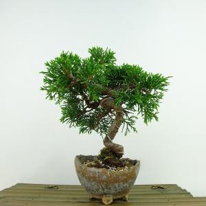 堀江美功 緑釉丸陣笠三足鉢 2.5号(7cm) : 鉢や 暮路空 - 通販 - Yahoo