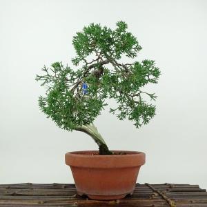 盆栽：無花果(いちじく)* 現品 一点物 イチジク Ichijiku bonsai Ficus