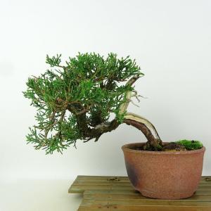 盆栽 特選：テイカカズラ 現品* ていかかずら Kazura bonsai