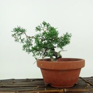 【引取り限定】盆栽 真柏 Amazon｜盆栽 糸魚川真柏（833885）【現品】｜観葉植物