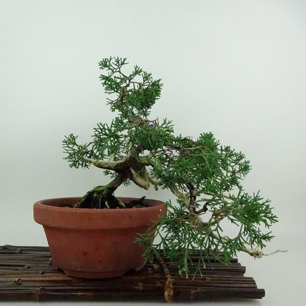 盆栽 真柏 紀州 樹高 上下 約22cm しんぱく Juniperus chinensis シンパク...
