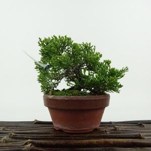盆栽 真柏 樹高 約8cm しんぱく Juniperus chinensis シンパク ヒノキ科 常緑樹 観賞用 小品 現品