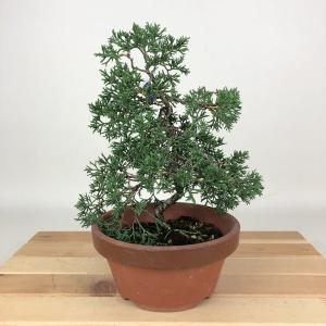 盆栽 欅 樹高 約63cm けやき Zelkova serrata ケヤキ 紅葉 ニレ科