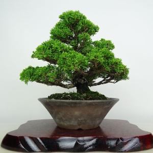 盆栽小鉢：美芸（常滑）六角鬼面足面付鉢 15.5cm*資材 : 遊恵盆栽