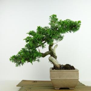 盆栽 特選：皐月(大盃)現品*さつき サツキ Rhododendron indicum